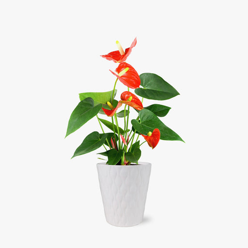 Anthurium Sierra Orange