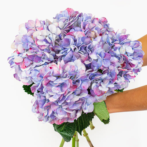 Patriotic Bliss Hydrangea