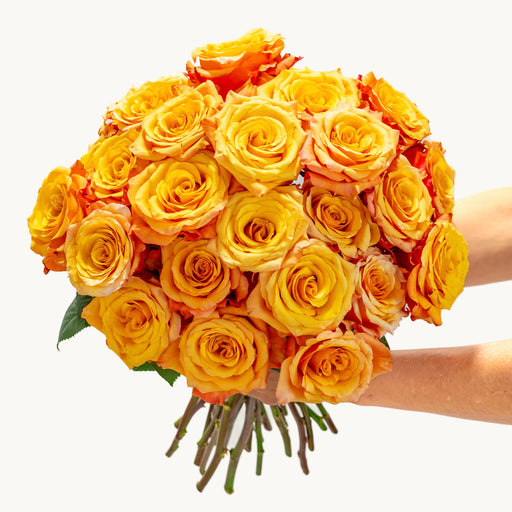 Fiery Sunset Roses