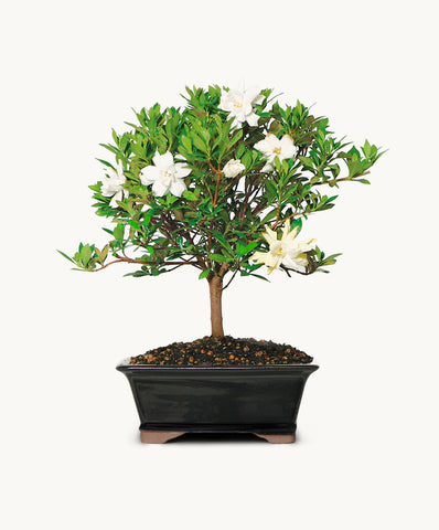 Gardenia Medium