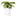 Syngonium Coffee Milk