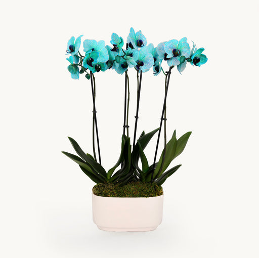 Day Spa Orchid Duo