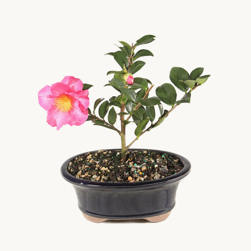 Camellia Bonsai