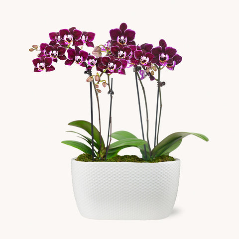 Amalfi Orchid Duo