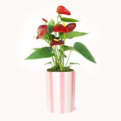 Bali Anthurium Pink Stripe Pot