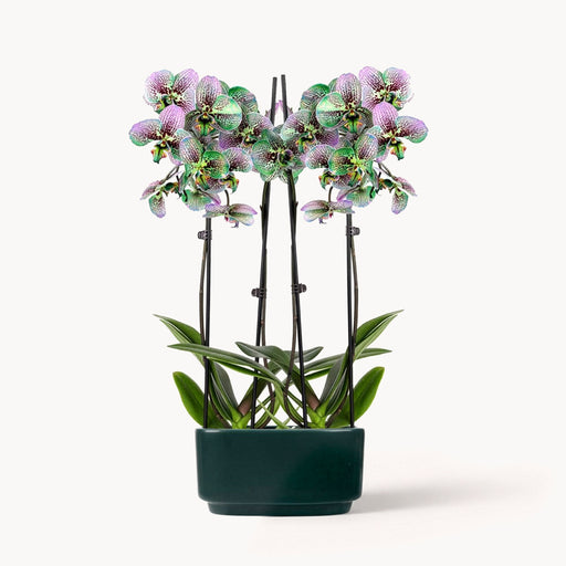 Emerald Spell Orchid Duo