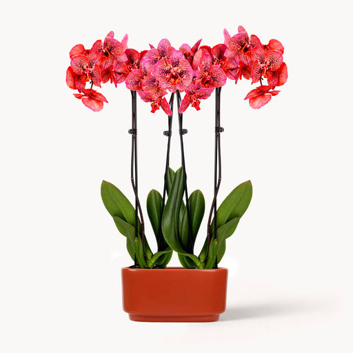 Firelight Orchid Duo