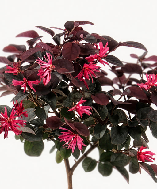 Pink Chinese Fringe Flower