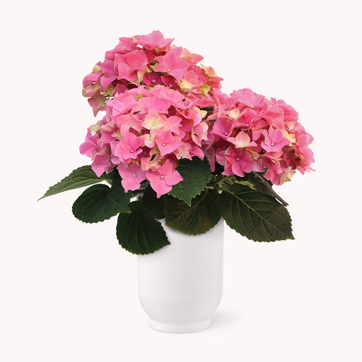 Pretty in Pink Hydrangea