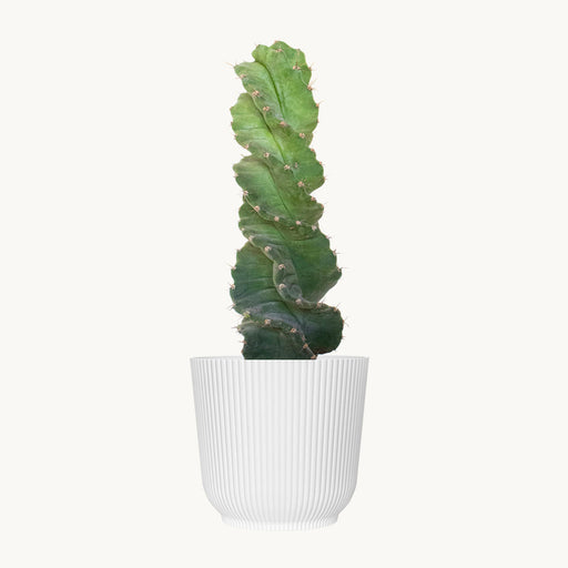 Spiral Cactus