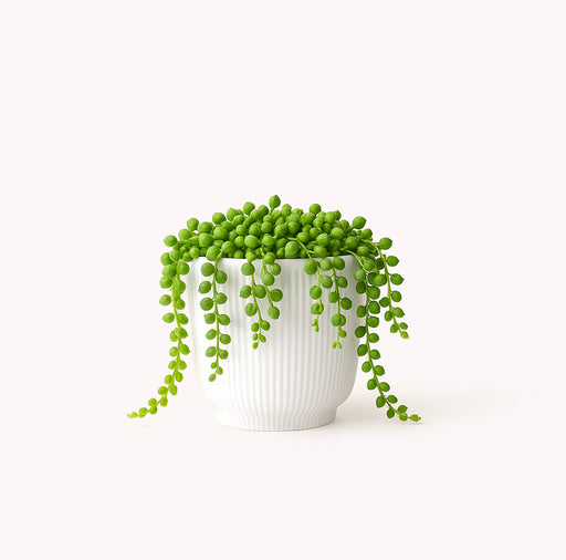 String of Pearls